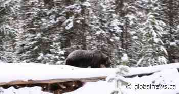 Town of Banff urges residents to remove fruit, trees after The Boss comes to visit