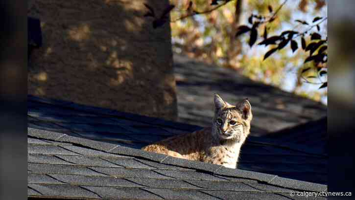 Bobcat family gets comfortable in Douglasdale backyard