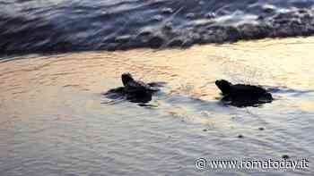Tartarughe marine, anno da record nel Lazio: ma solo una su mille ce la fa