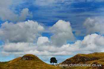 Chance to celebrate Northumberland's Sycamore Gap tree as Sill centre opens to 'share thoughts, feelings and pictures'