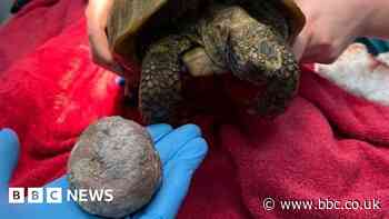 Tortoise's tennis ball-sized bladder stone removed