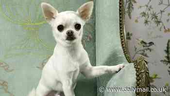 I'm a dog expert and this is how long you can REALLY leave your pet alone - and it all comes down to a pet's age and breed