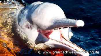 Amazonasgebiet: Über 100 tote Flussdelfine entdeckt