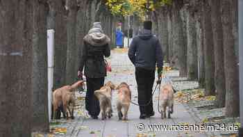 Rimsting will den Tierbesitz steuern – Kostet ein Kampfhund bald 800 Euro?