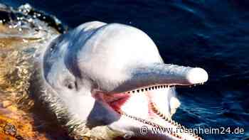 Amazonasgebiet: Über 100 tote Flussdelfine entdeckt