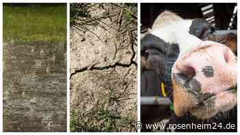 So verhageln Wetterkapriolen die Erntebilanz im Kreis Rosenheim – Womit die Bauern zu kämpfen haben