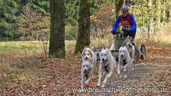 Rasante Schlittenhunde-Rennen in Clausthal-Zellerfeld