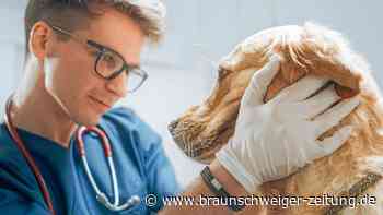 Tierarzt verzweifelt gesucht: Droht bald ein Praxen-Sterben?