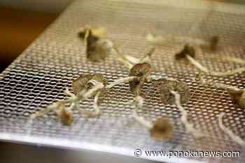 Federal court ruling sets back health workers seeking psilocybin mushroom access