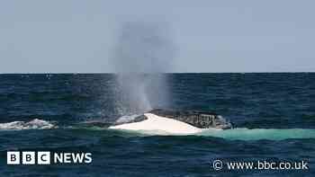 Man dies in Australia after whale strikes boat