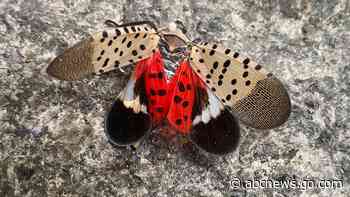 Spotted lanternfly has spread to Illinois, threatening trees and crops