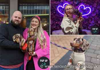 Pop-up café filled with sausage dogs coming to Lancashire