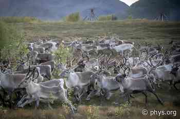 Crossing glaciers and fjords: Norwegian reindeer migrate for winter