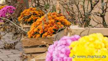 Neun Blütenstauden, die im Herbst ein prächtiges Saisonfinale liefern