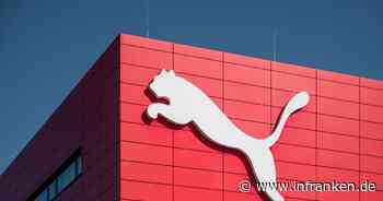 Geburtstag für die Raubkatze - Puma wird 75