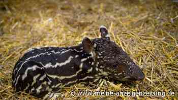 Tapir-Nachwuchs im Magdeburger Zoo