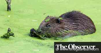 Baby beaver born in London for first time in 400 years
