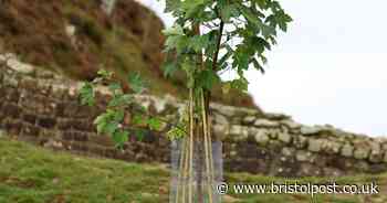 Sycamore Gap sapling planted just metres from where iconic tree stood will be removed