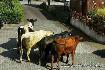 Tierischer Besuch steht in Halle vor der Tür
