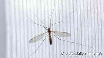 Revenge of the daddy long legs: Experts warn the creepy crawlies are invading UK homes - here's how to keep your house free of them
