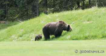 Bear attack in Banff National Park leaves two dead: Parks Canada