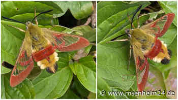 Rätselhaftes Insekt in Simbach am Inn gesichtet: Wer kann es identifizieren?