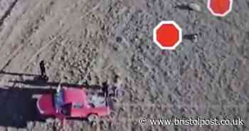 Scenes of 'carnage' as two dogs escape from garden and kill more than 30 sheep