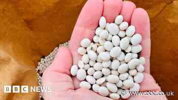 British baked beans become reality after successful Lincolnshire harvest