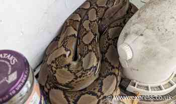 Horror as family find huge 'abandoned' python coiled on top of their boiler