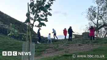 Sapling at Sycamore Gap removed by National Trust