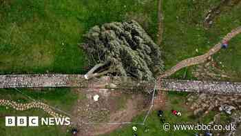 Sycamore Gap: Brian Blessed says cut down tree 'not dead'