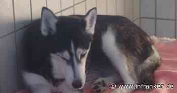 Hund in Franken: Unfassbarer Leidensweg - "Wäre fast gestorben"