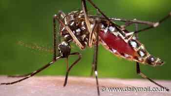 Climate change is now being blamed for making mosquitoes GIANT and more dangerous