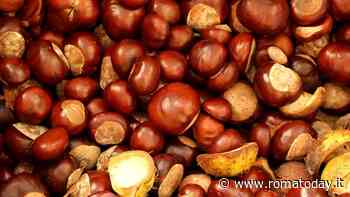 Le giornate della castagna a Canepina