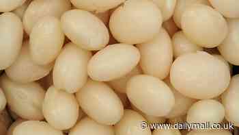The first British Baked Beans could soon be on the breakfast menu! Scientists successful grow haricot beans in the UK for the first time