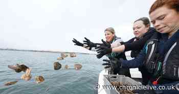 New reef 'the size of football pitch' created in the North Sea off Sunderland