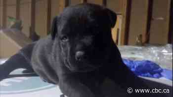 Toronto police say Porsche and puppy stolen in gunpoint carjacking