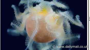 Mysterious alien-like sea creature with thousands of sperm-shaped organisms in its 'belly' that baffled scientists for years is finally identified