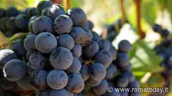 Festa dell'Uva e del Vino di Lanuvio