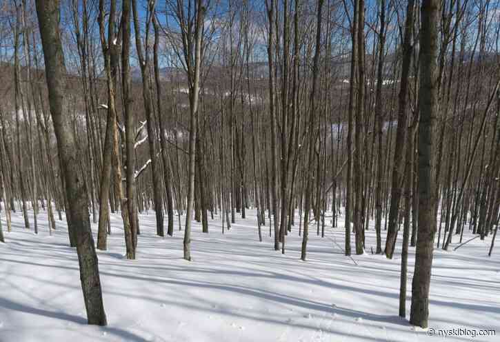 Plattekill Tree Skiing Work Day 2023