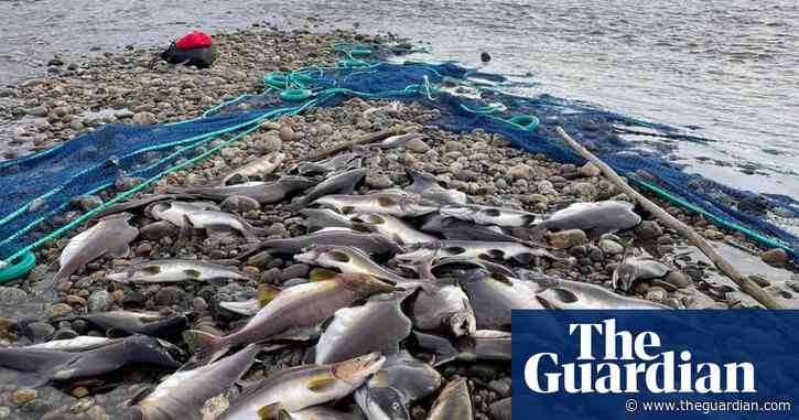 ‘It smells so bad’: glut of wild salmon creates stink in Norway and Finland