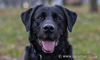 Revealed: The dogs that give humans the most expressive stares - so how does your pooch stack up?