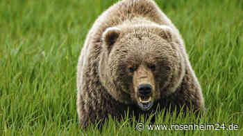 Paar mit Hund stirbt bei tödlicher Bären-Attacke – „Waren vorsichtigsten Menschen, die ich kenne“