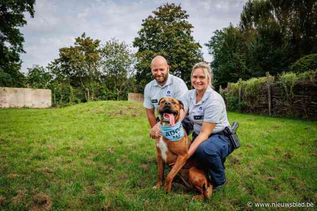 Politiezone Berlaar-Nijlen adopteert hond en kat virtueel om Dierenbescherming te steunen: “Het asiel zit vol en kosten lopen op tot meer dan 30.000 euro per maand”