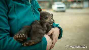 Black bear killed by unknown vehicle, 2 cubs left behind as wildlife experts express safety concerns