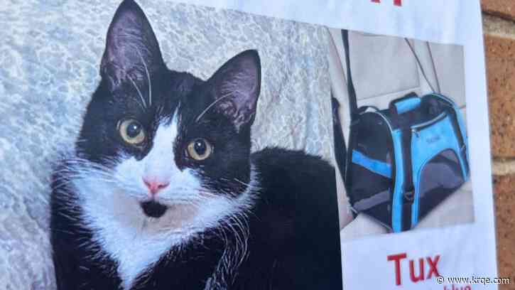 Cat reunited with owner after viral search following Lyft trip