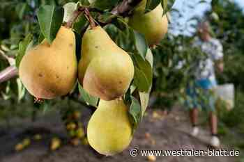 Werther: Hier darf kostenlos Obst geerntet werden