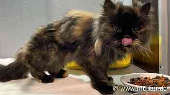 „Wäre sonst verhungert“: Katze ernährt sich zwei Monate von totem Besitzer