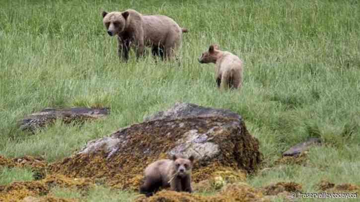 A look at how to avoid a bear encounter after fatal attack in Banff National Park