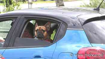 Hund am Steuer geblitzt – was sollten Halter mit Vierbeiner im Auto beachten?